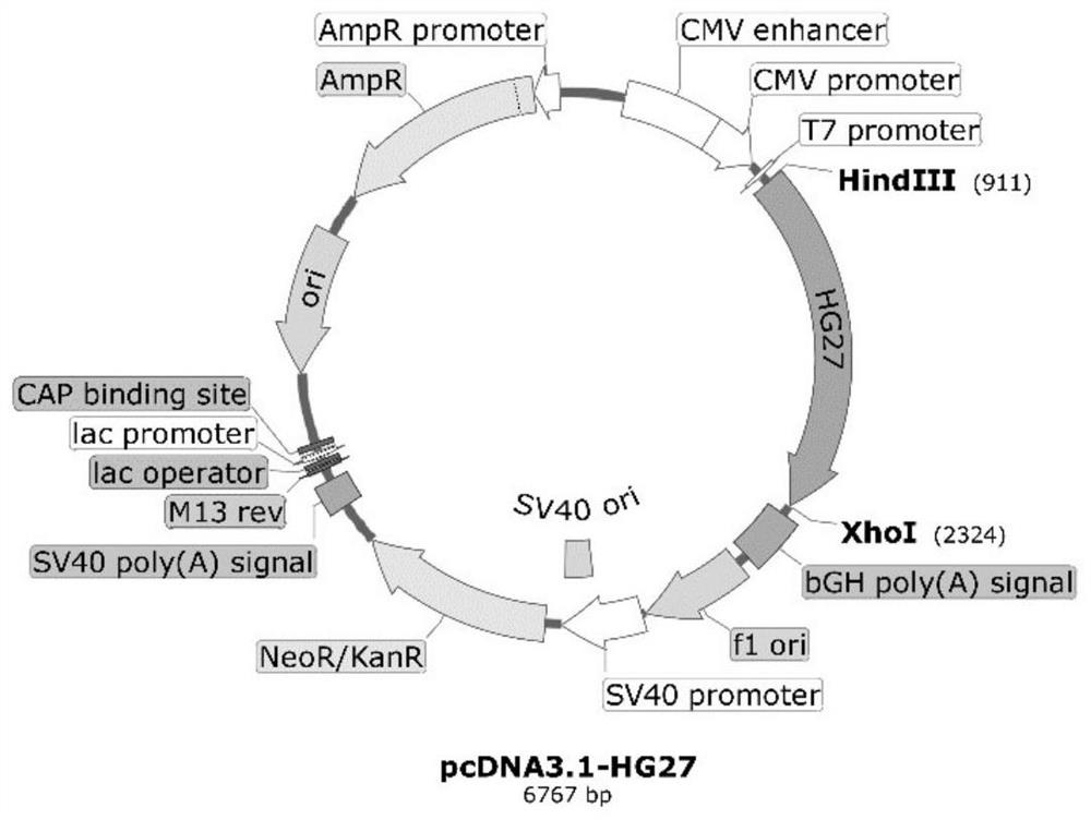 A kind of multifunctional enzyme gene hg27 and its application