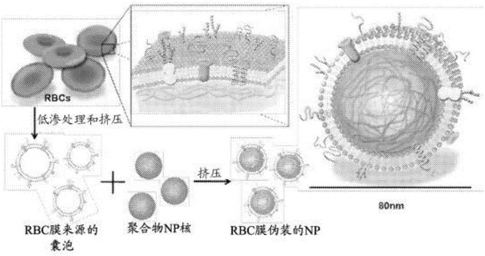 Membrane-encapsulated nanoparticles and methods of use