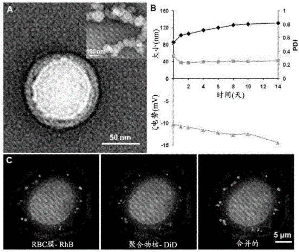 Membrane-encapsulated nanoparticles and methods of use