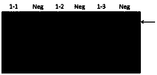 CRISPR-Cas nano drug delivery system specifically targeted to FOXO1 gene and application thereof