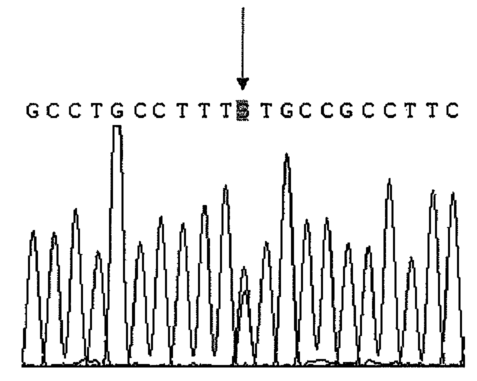 CYP2D6 gene segment containing 1678T&gt;C mutation, coded protein fragment thereby and applications thereof