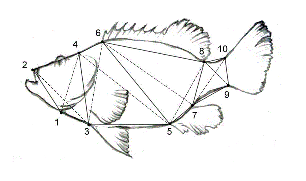 Germplasm identifying method of hybrid grouper