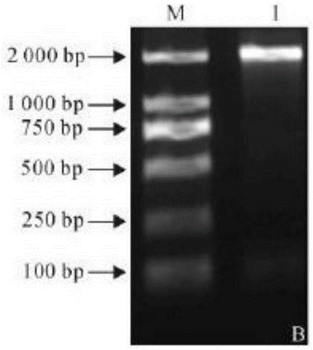 Tea tree NRT1 gene, protein and gene expression method