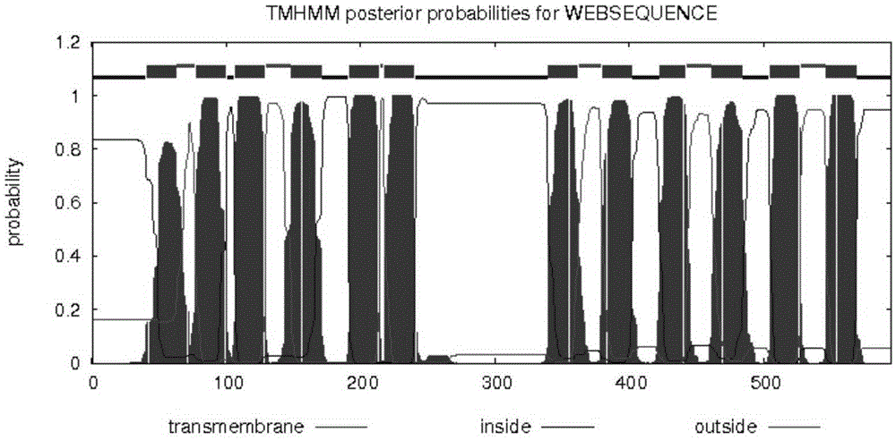 Tea tree NRT1 gene, protein and gene expression method