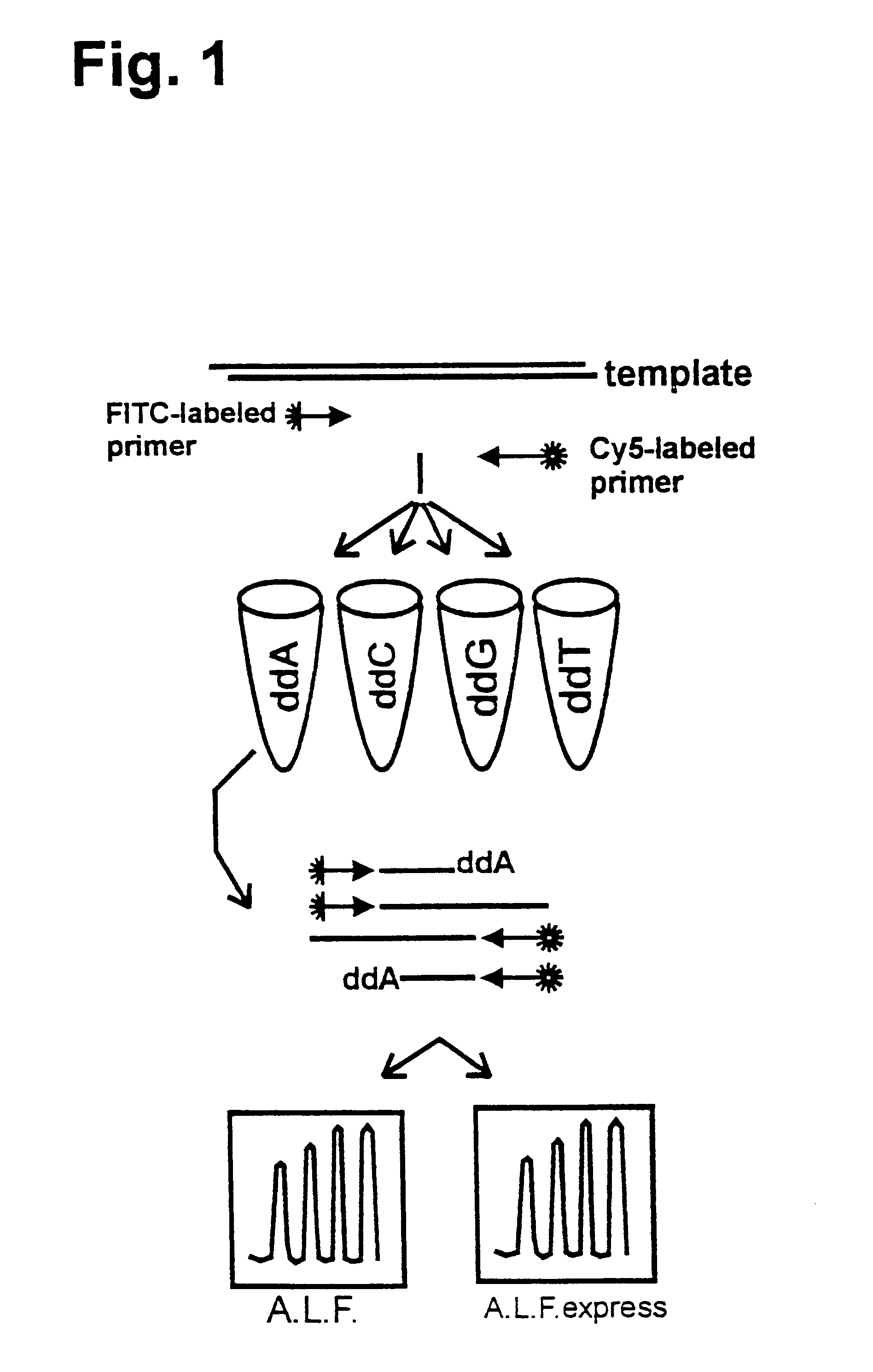 Method for the direct, exponential amplification and sequencing of DNA molecules and its application
