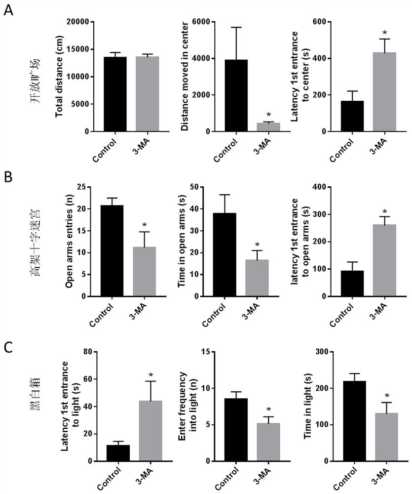 Method for preparing neurodevelopmental defect rat model through 3-MA treatment in weaning period of rats