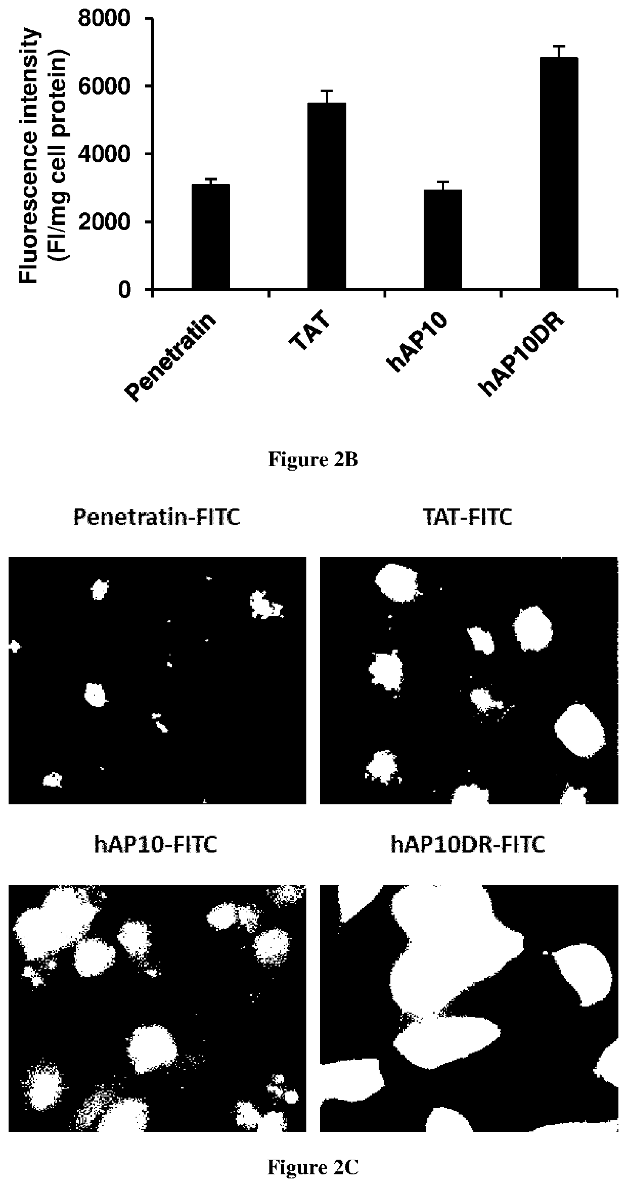 Cell penetrating peptides for intracellular delivery of molecules