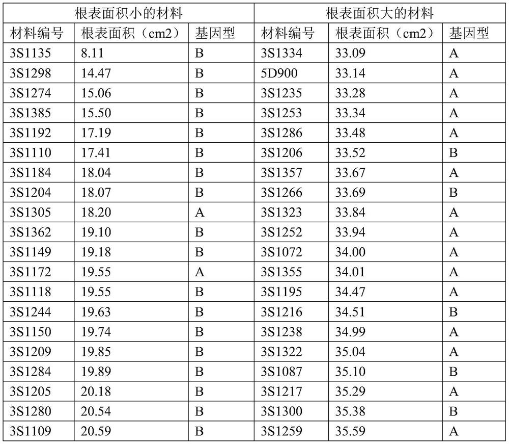 A Molecular Marker Associated with Rapeseed Root Surface Area and Its Application