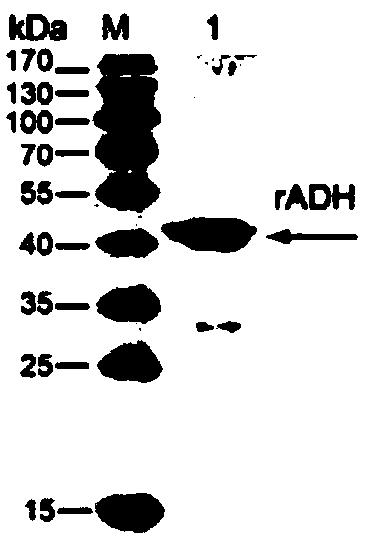 Mycoplasma bovis alcohol dehydrogenase gene and coded protein and application thereof