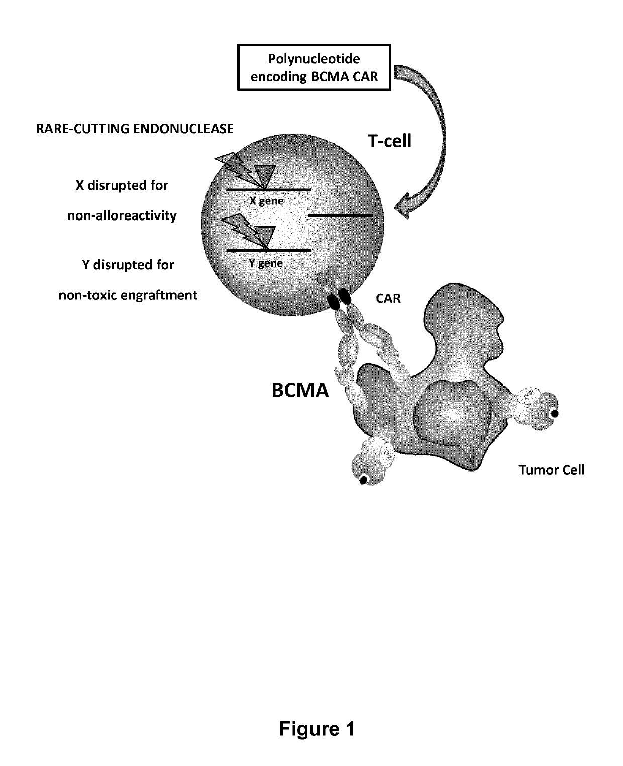 BCMA (CD269) specific chimeric antigen receptors for cancer immunotherapy