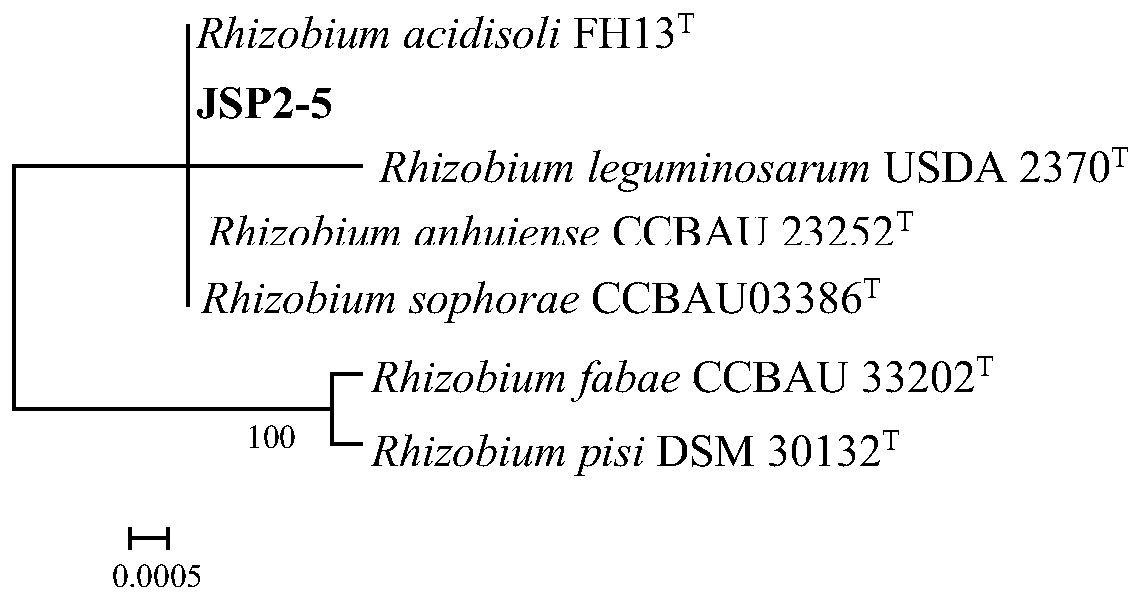 Rhizobium jsp2-5 and its application in improving tobacco soil rotation