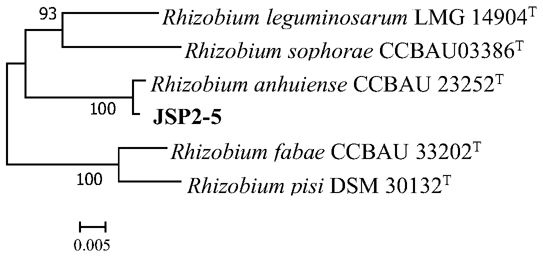 Rhizobium jsp2-5 and its application in improving tobacco soil rotation