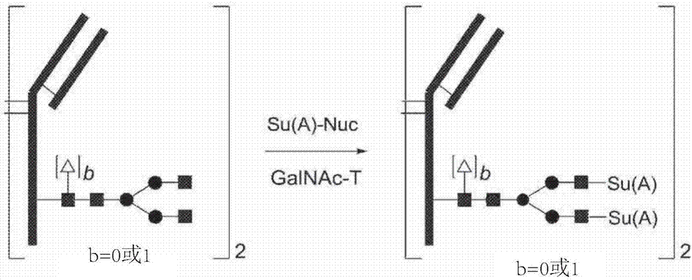 Process for modification of glycoprotein using Beta-(1,4)-n-acetylgalactosaminyl transferase or mutant thereof