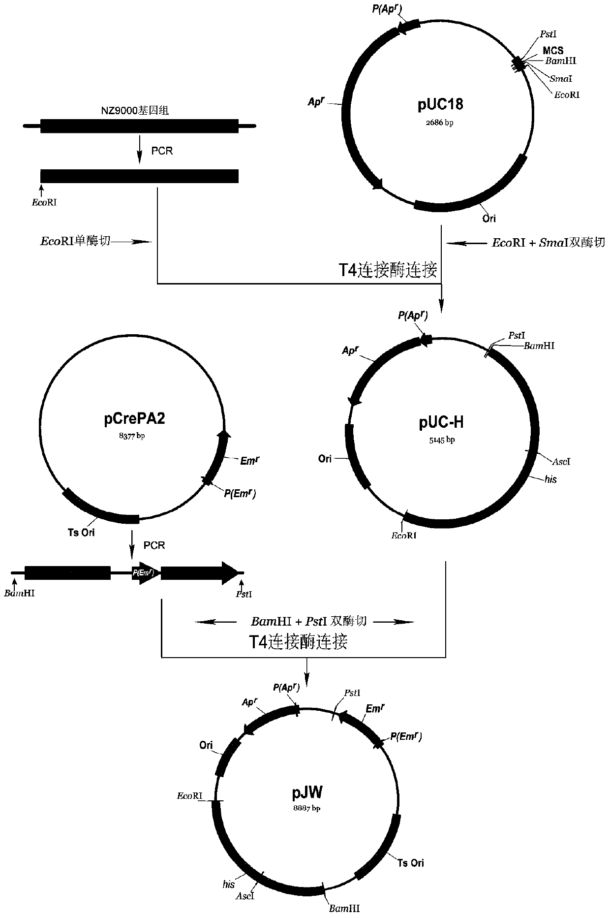 A rapid screening system for exogenous gene knock-in Lactococcus lactis and its construction method and application