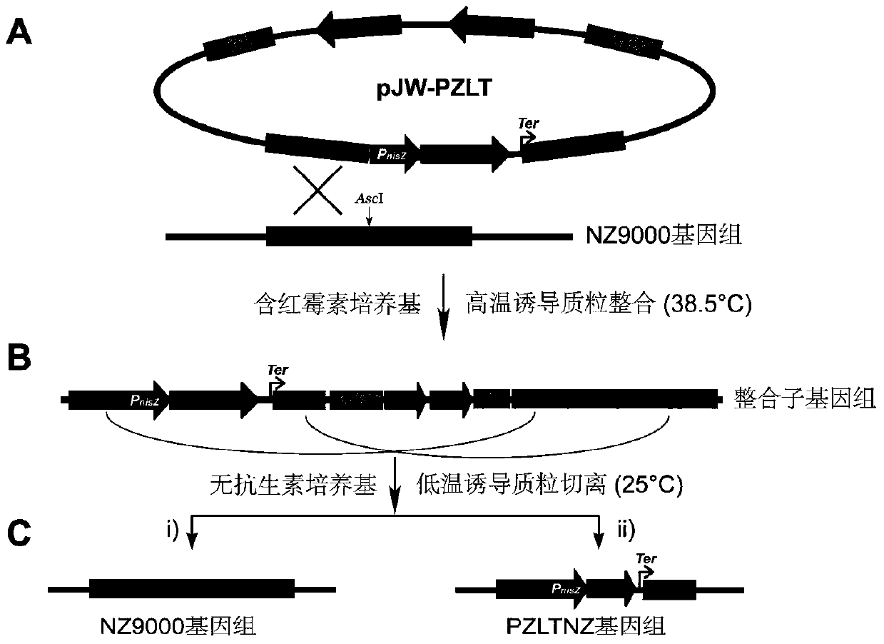 A rapid screening system for exogenous gene knock-in Lactococcus lactis and its construction method and application