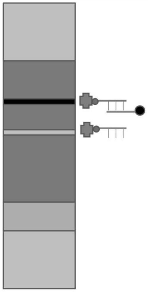 Marker nucleic acid probe, preparation method thereof, test strip and application of polypyrrole nanoparticles