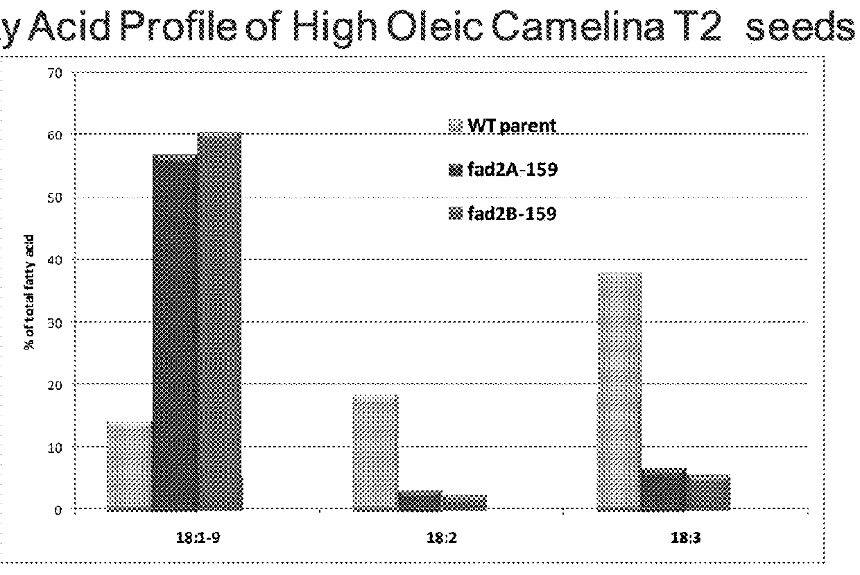 Modifying the fatty acid profile of camelina sativa oil