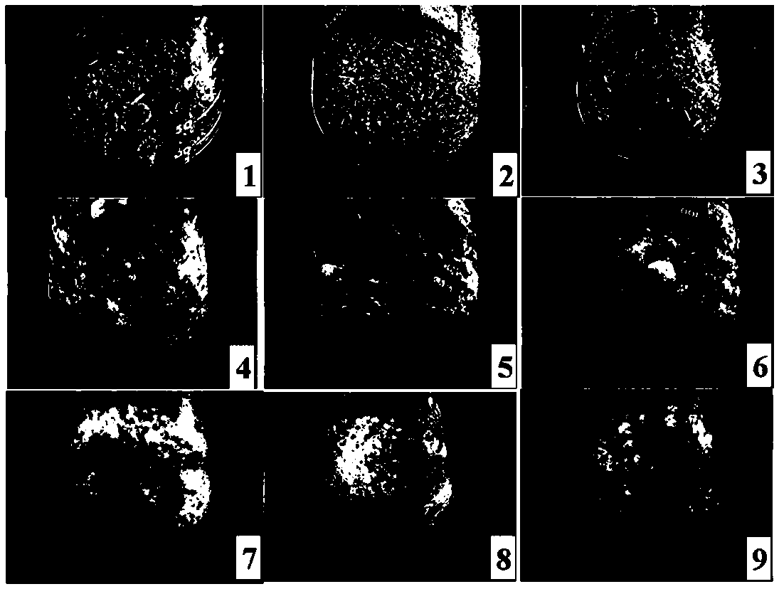 Fermentation medium suitable for sporulation of Metarhizium anisopliae and its preparation and use method