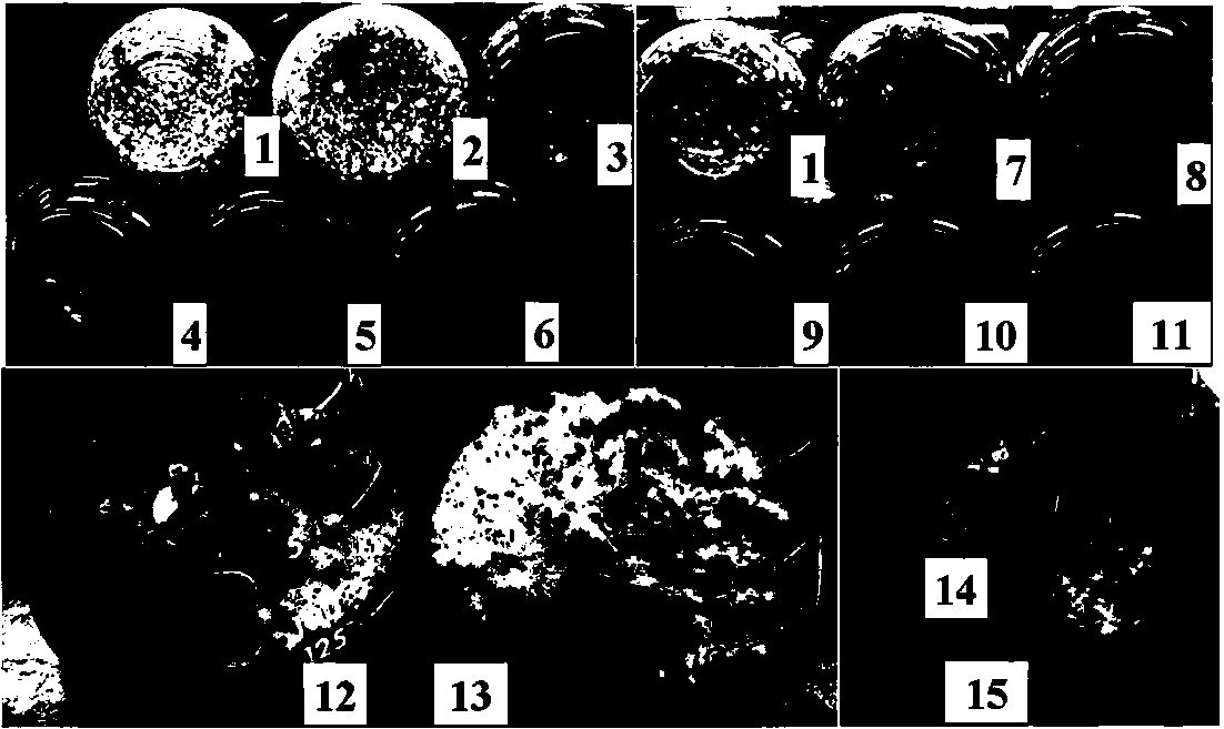 Fermentation medium suitable for sporulation of Metarhizium anisopliae and its preparation and use method