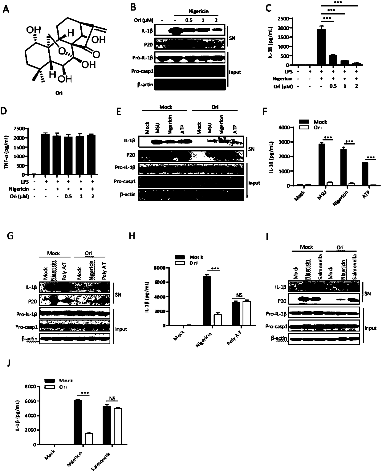 Application of oridonin in preparing drugs for preventing or treating NLRP3 inflammasome-related diseases