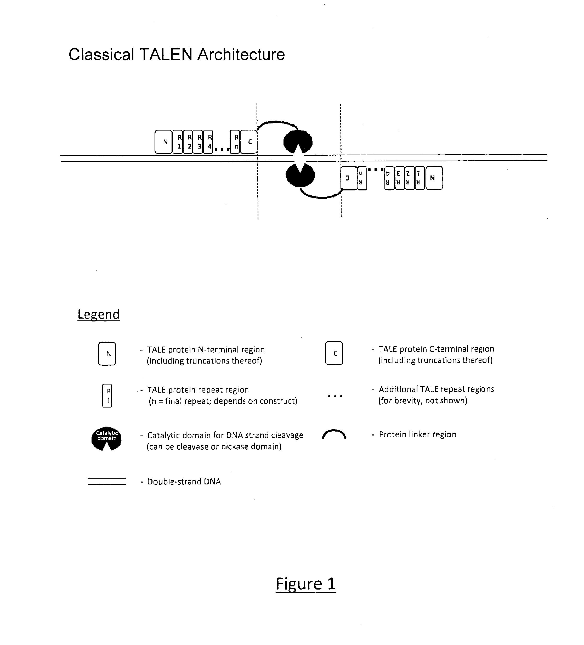 Transcription Activator-Like Effector (TALE) Fusion Protein