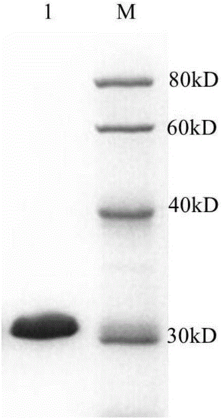 Colloidal gold test strip for testing toxoplasma gondii antibodies