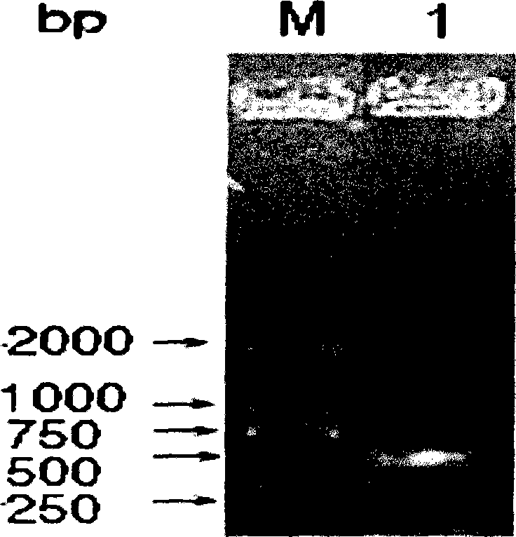 Expression of vibrio alginolyticus outer membrane protein VA0760 and application thereof as vaccine component