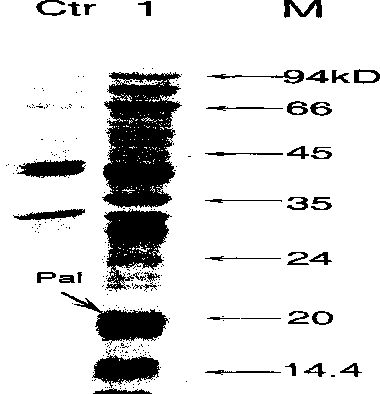 Expression of vibrio alginolyticus outer membrane protein VA0760 and application thereof as vaccine component