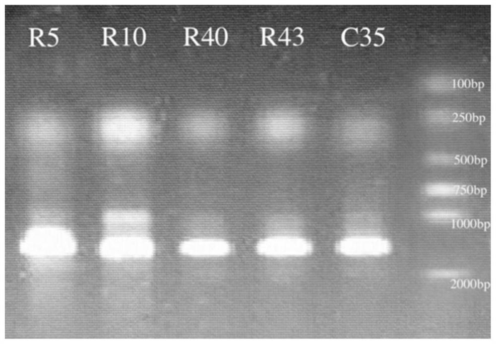 A kind of Enterococcus faecium r40 and its application in lowering cholesterol, producing exopolysaccharide and antioxidation