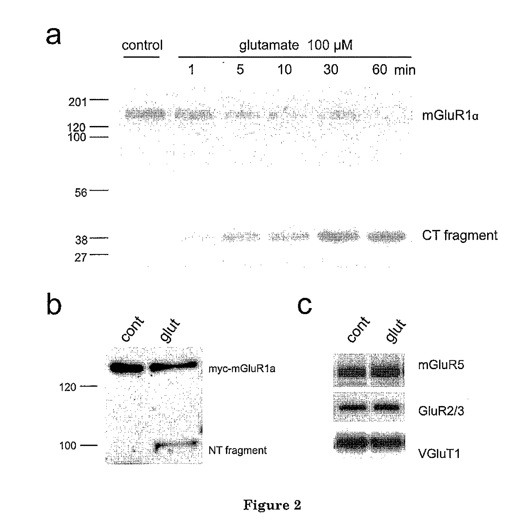 C-Terminal Domain Truncation of mGluR1a By Calpain and Uses Thereof