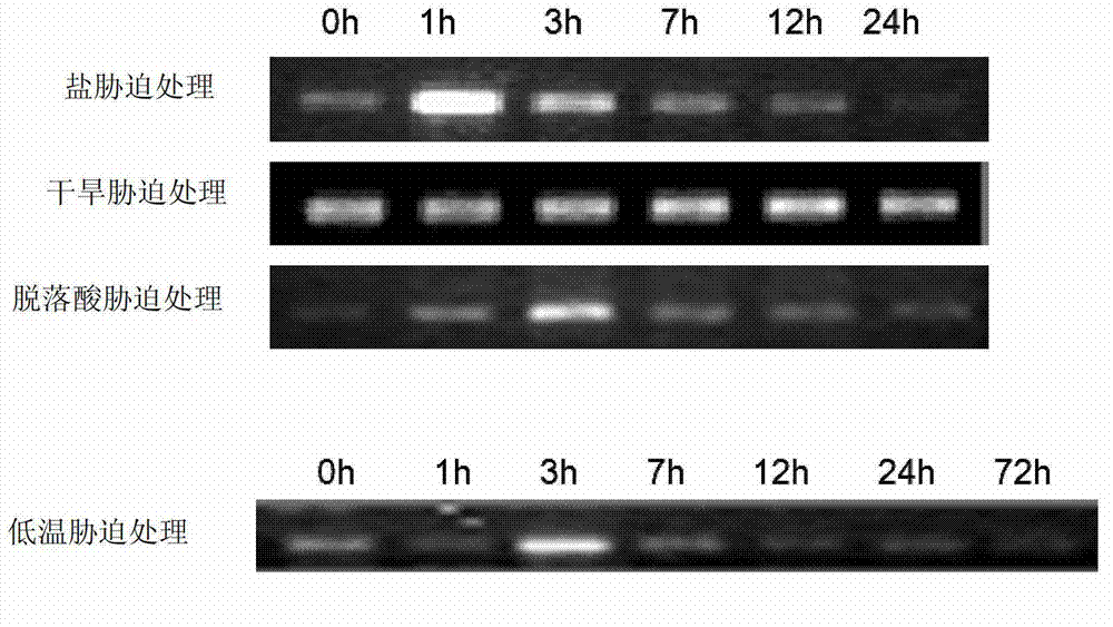 Plant stress tolerance related protein TaMYB19, and coding gene and application thereof
