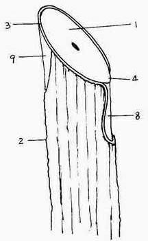 Technique for grafting wild Chinese walnut