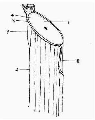 Technique for grafting wild Chinese walnut