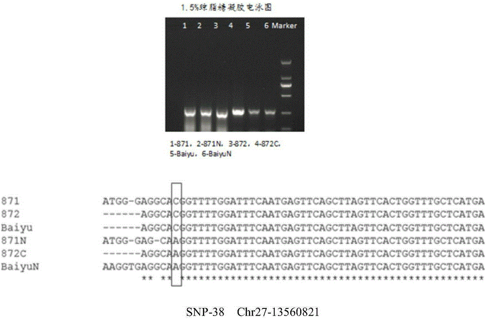 Anti-nuclear polyhedrosis SNP molecular markers for silkworm and application thereof