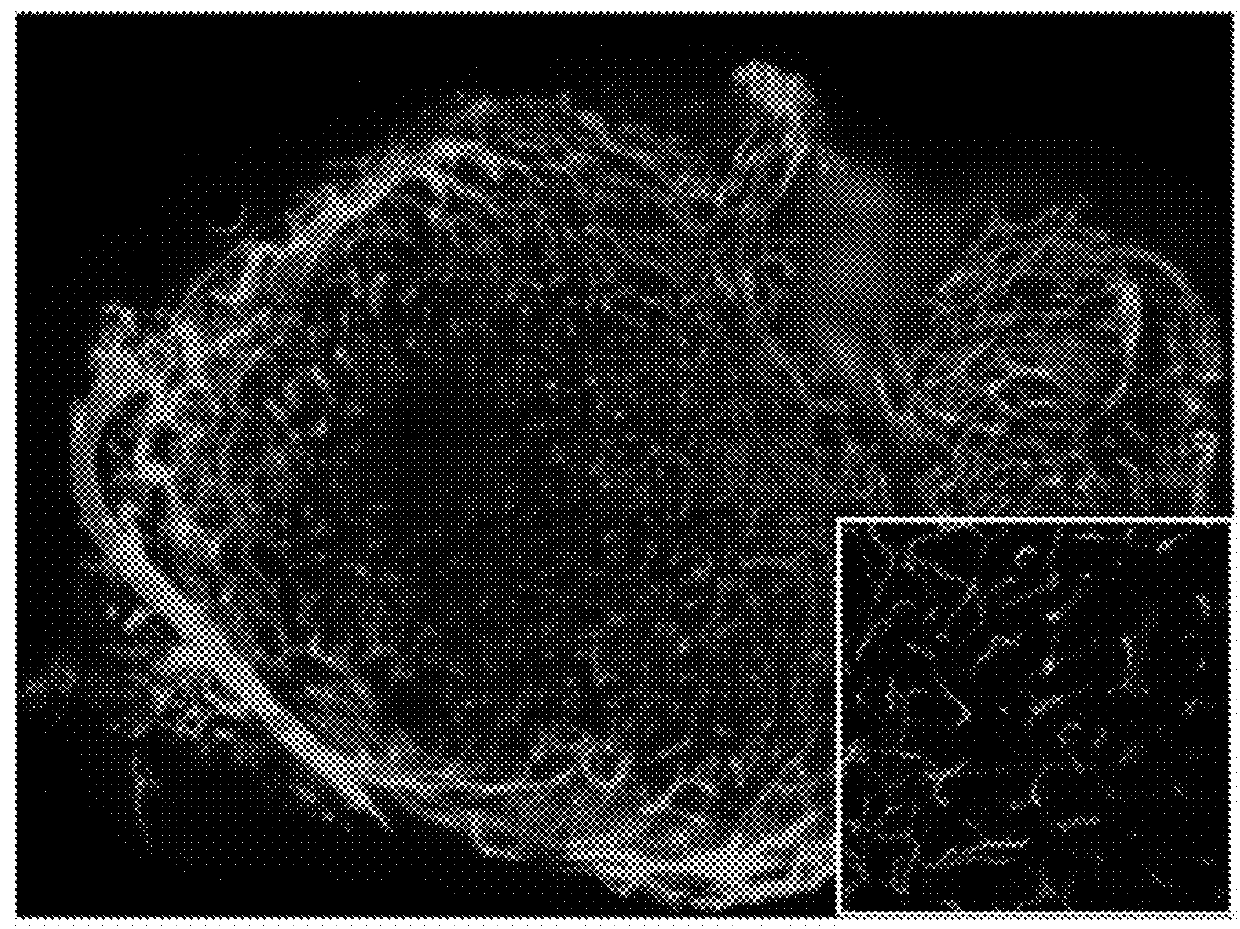 Leukocyte infiltration promoting agent and antitumor immunostimulatory agent