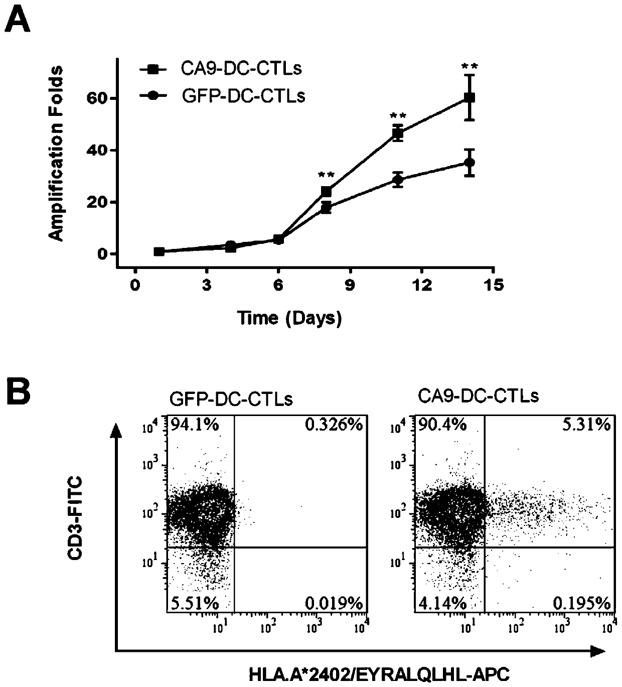Cytotoxic T lymphocytes with CA9 tumor antigen specificity