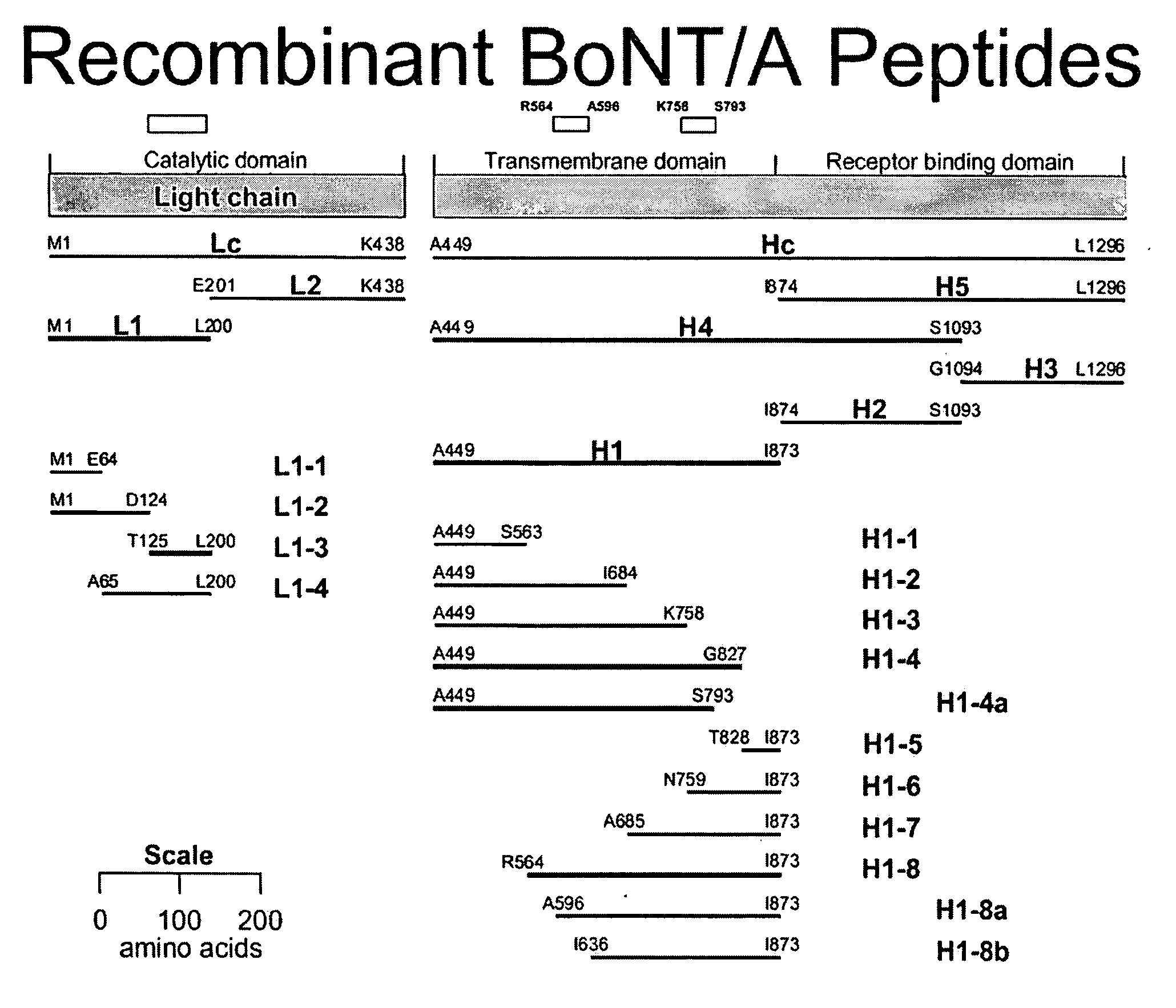 High-Affinity Monoclonal Antibodies for Botulinum Toxin Type A