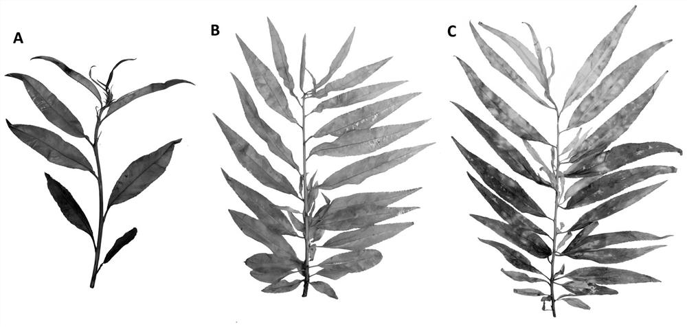 Method for remarkably improving instantaneous conversion efficiency of peach leaves through weak light treatment