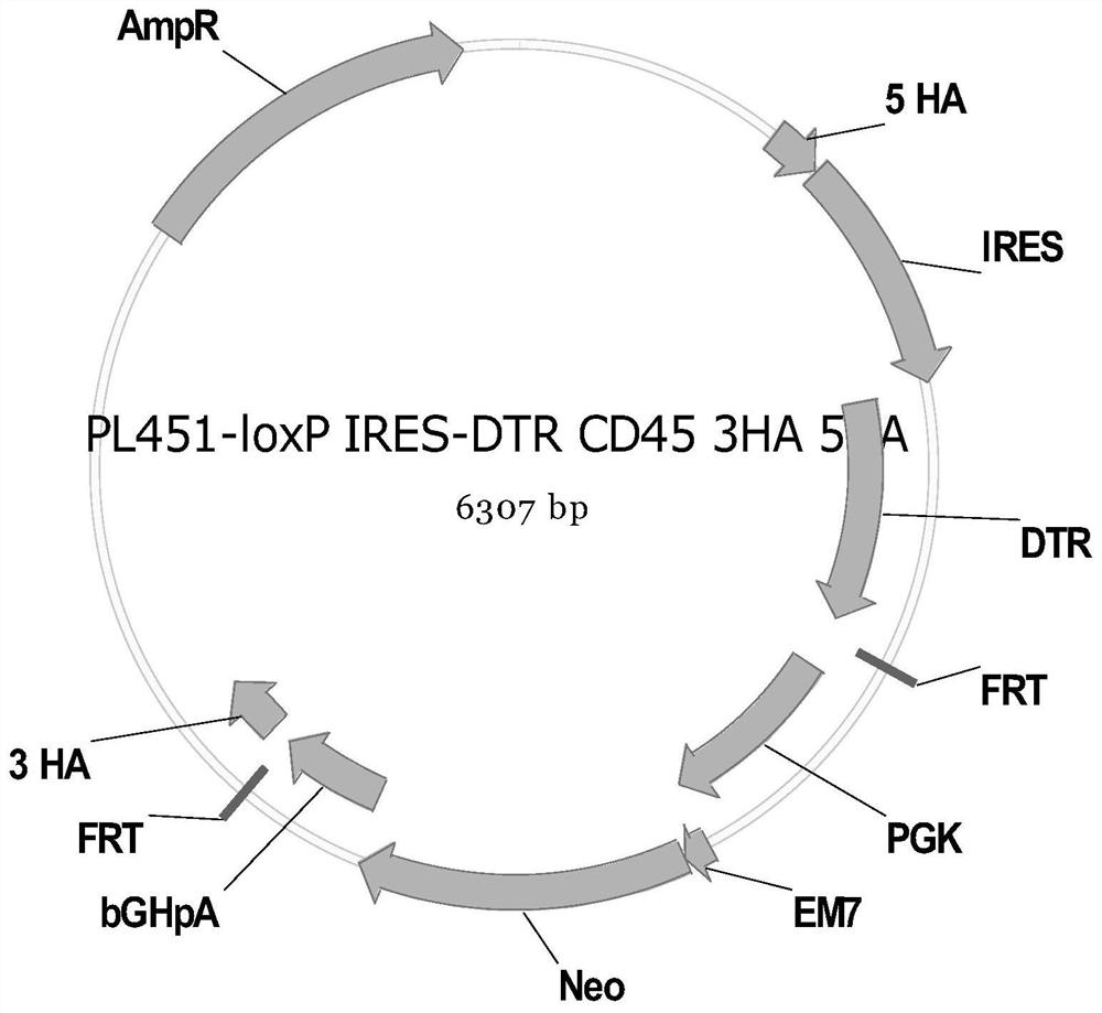 Construction method and application of CD45-DTR transgenic mouse for regulating and removing immune cells by diphtheria toxin