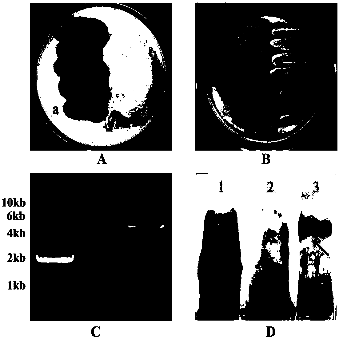 Radopholus-similis control method through mediation of radopholus-similis associated bacteria