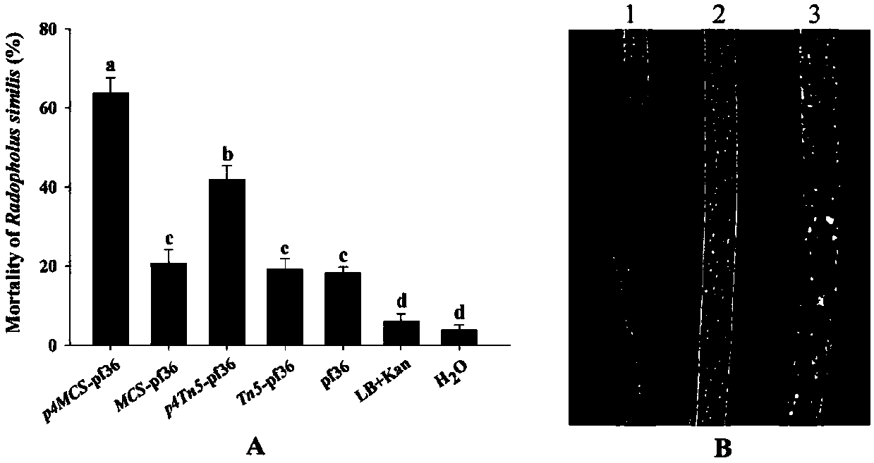 Radopholus-similis control method through mediation of radopholus-similis associated bacteria