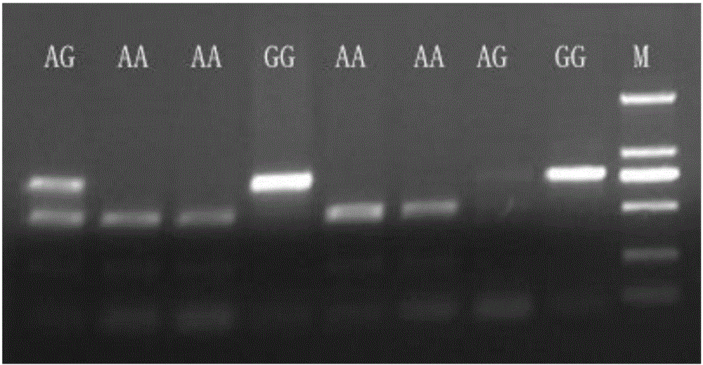 Molecular marker affecting early-stage growth of goats, detection method and application thereof