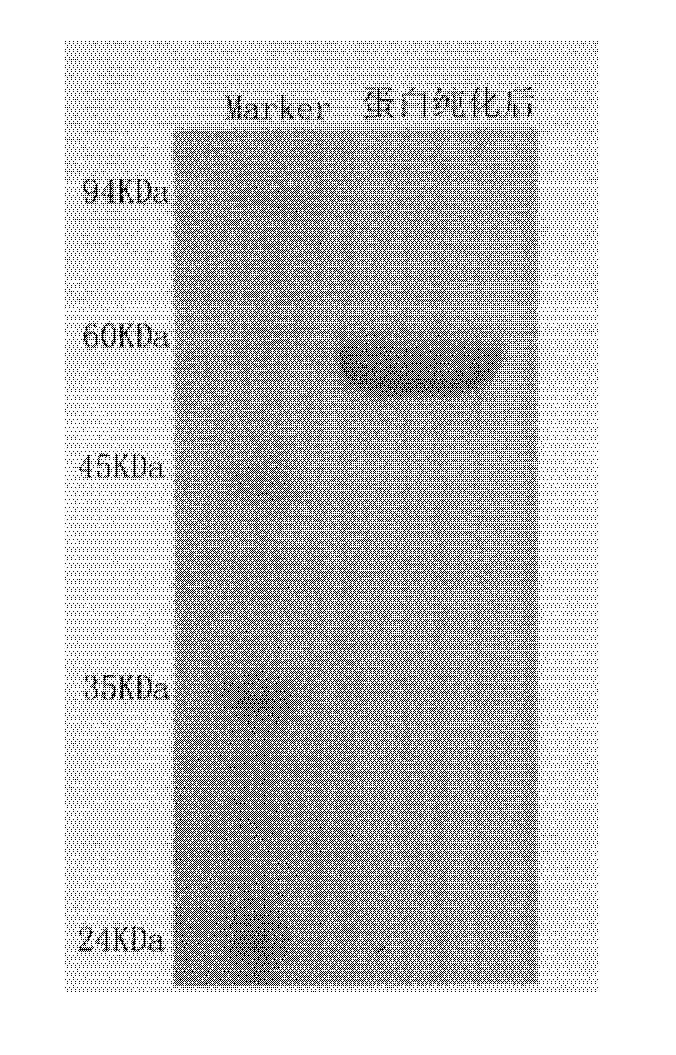 Immunomodifier for reducing blood total cholesterol and administration method thereof