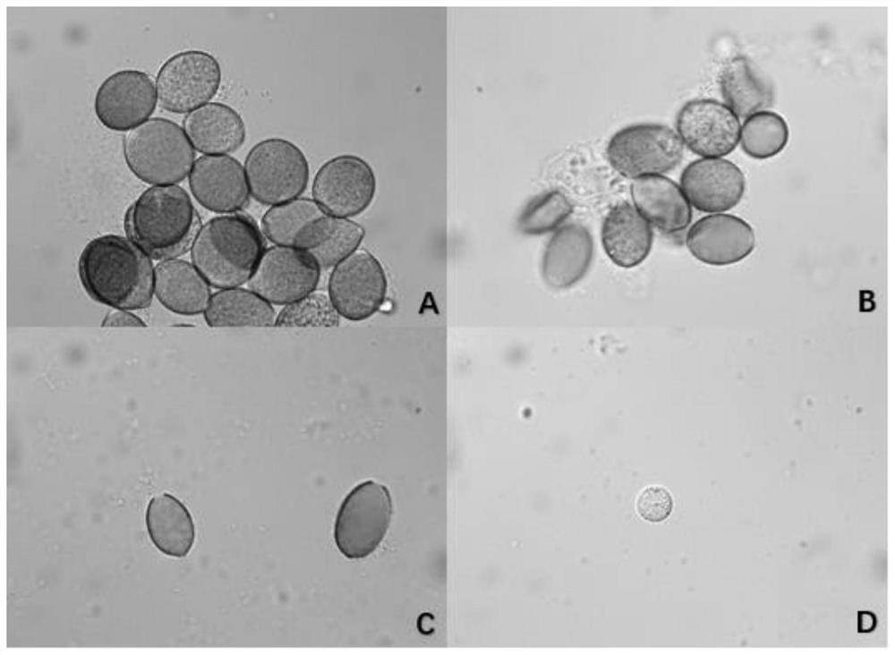 A strain of Bacillus Velez and its application in the control of plant downy mildew