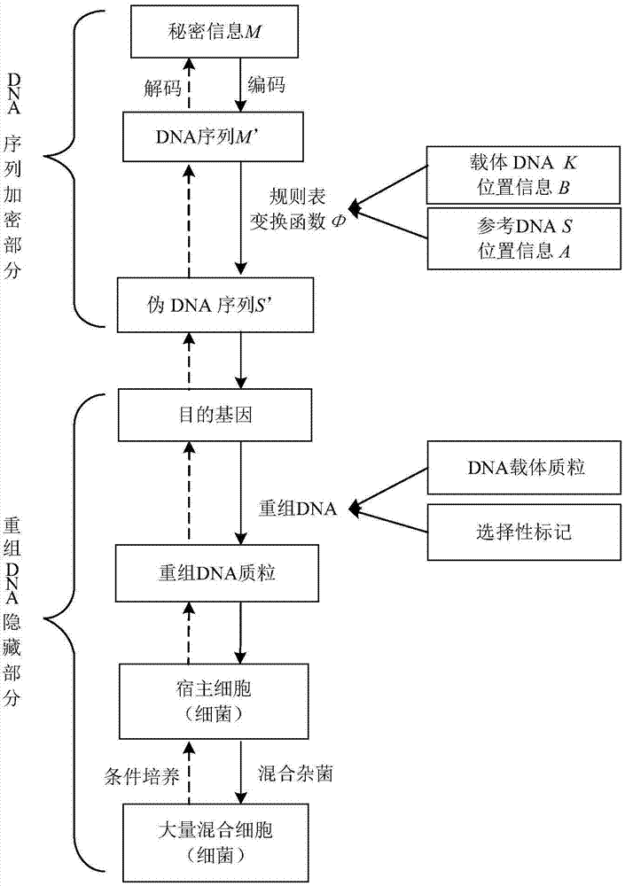 Recombinant DNA technology based information encrypting and hiding method and application