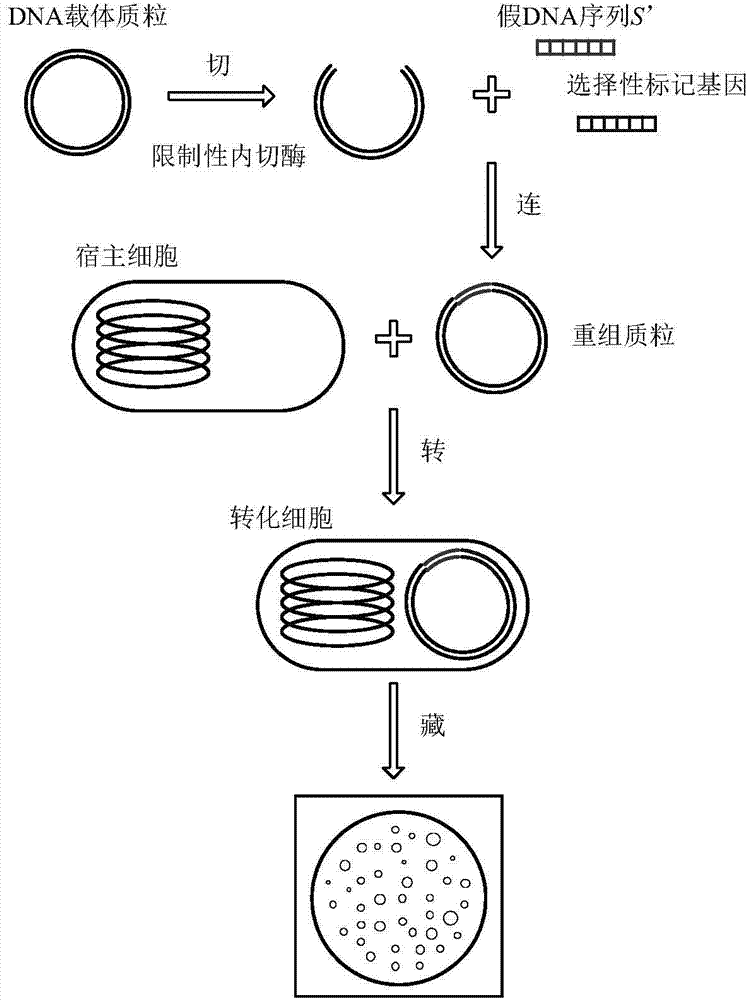 Recombinant DNA technology based information encrypting and hiding method and application