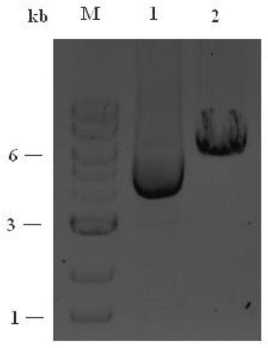 siRNAs, expression vectors and viral particles targeting synaptotagmin-11 and their pharmaceutical applications