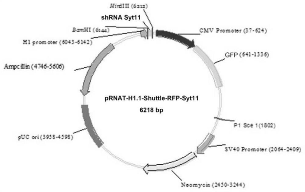 siRNAs, expression vectors and viral particles targeting synaptotagmin-11 and their pharmaceutical applications