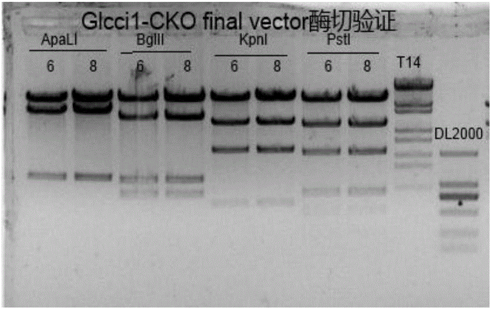 Cre-LoxP condition-based GLCCI1 gene knockout mouse model constructing kit and constructing method