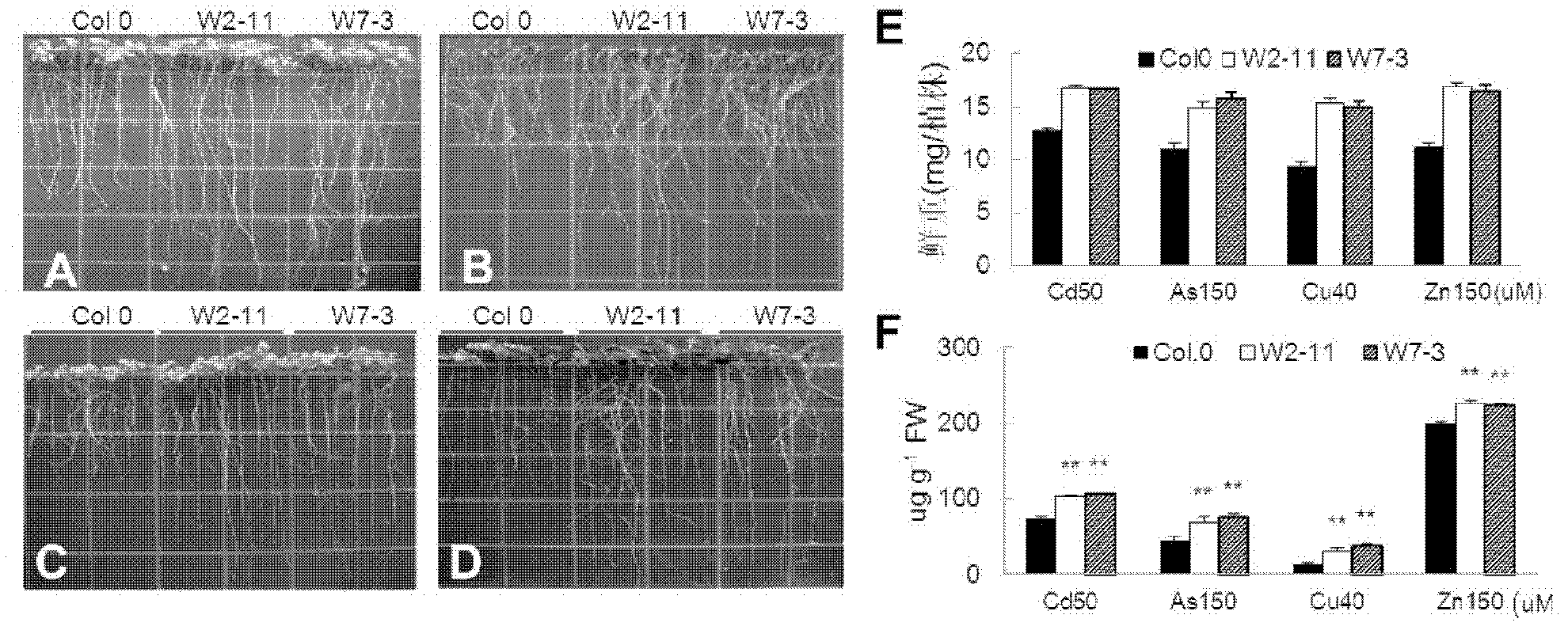Method for improving plant heavy metal tolerance and regulating heavy metal oriented distribution